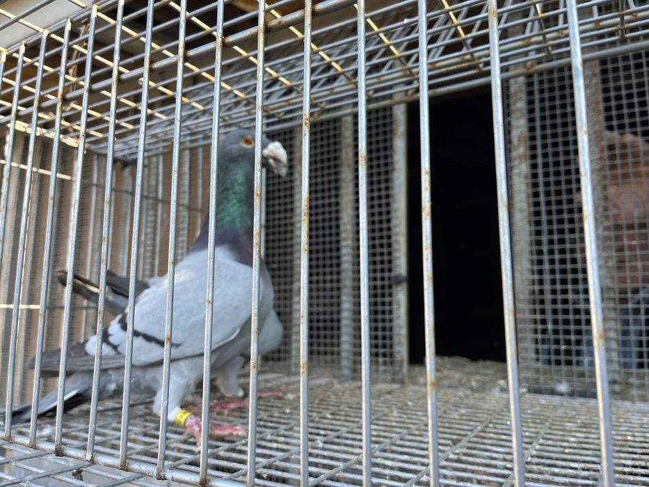 Gołębie rzeszowskie