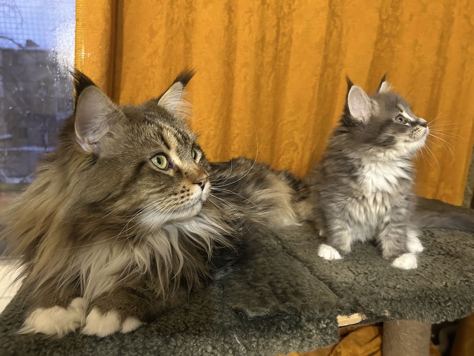 Котенок мейн-кун голубой дым