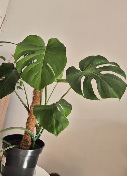 Monstera średnica 23cm, wysokość 65cm