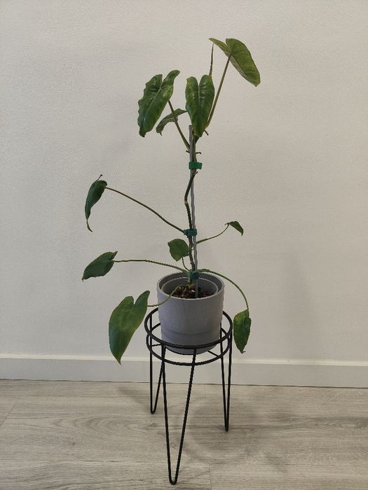 Philodrendron Paraíso Verde // planta interior