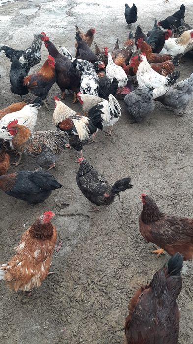 Koguty kaczki biegusy indyjski