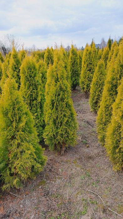 Tuja szmaragd GOLD 140-150CM