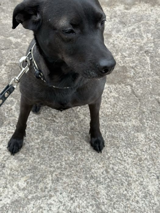 Отдам собаку, бесплатно, в хорошие руки