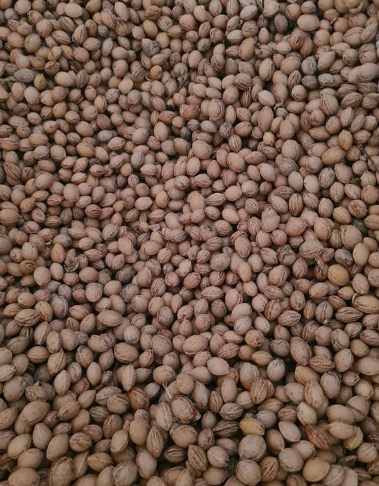 Pellet pestka do palenia sucha czysta. 18-21 MJ/kg Transport