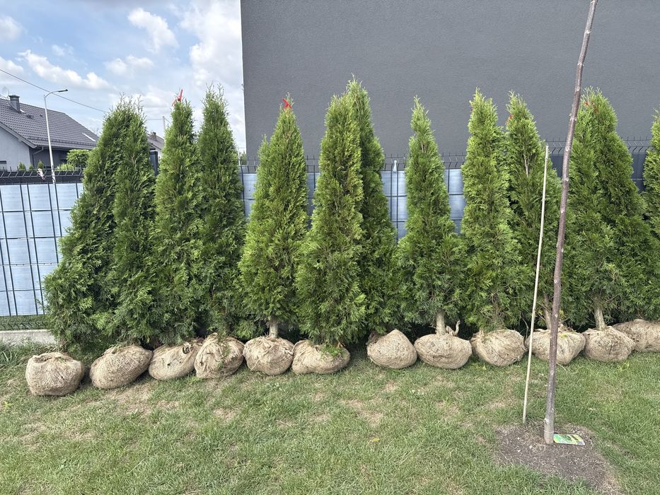 Tuja thuja 180  drzewko iglak