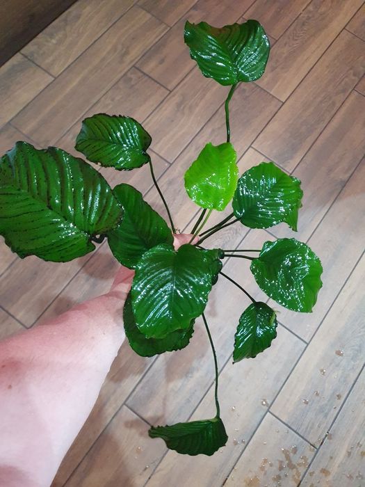 Anubias roślina podwodna.