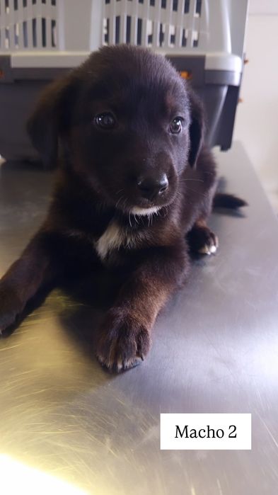 Caezinhos bebés para adopção