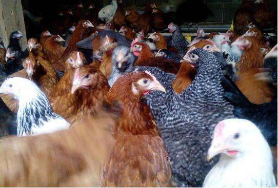 Kury nioski młode kury kurki ogólnoużytkowe dowóz