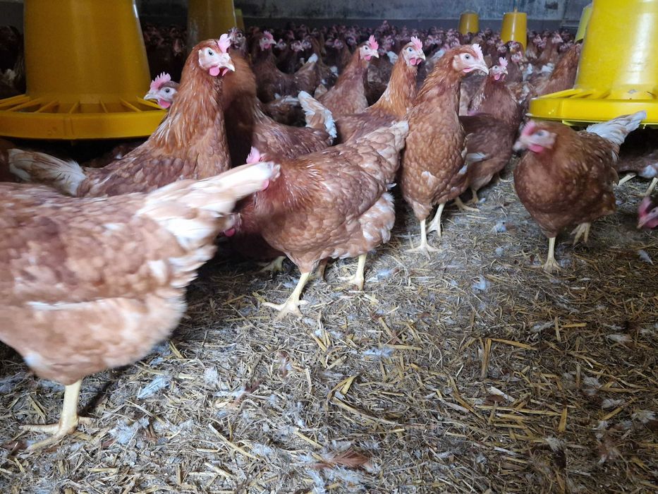 Kury kokoszki nioski odchowane Tetra brązowa na jajko super nioska