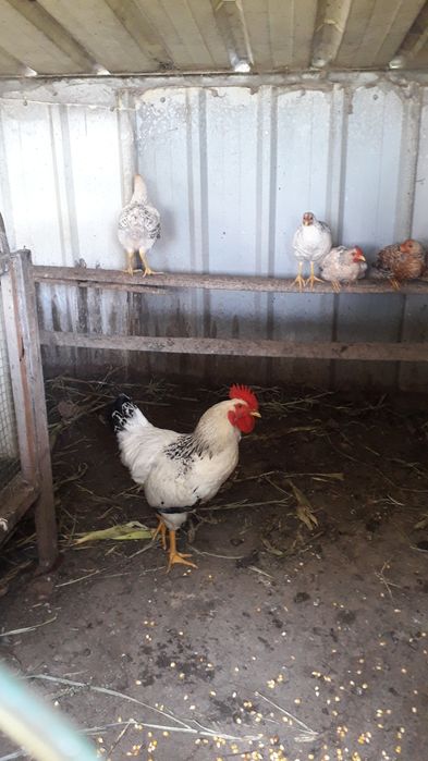 4 Galos e 2 Galinhas (caseiros)