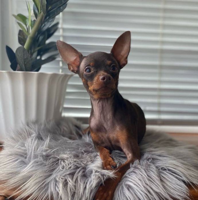 Маленький охранник той терьер