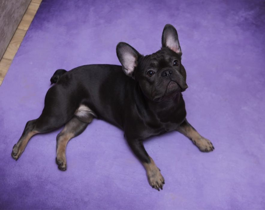 Вʼязка, случка Французького бульдога