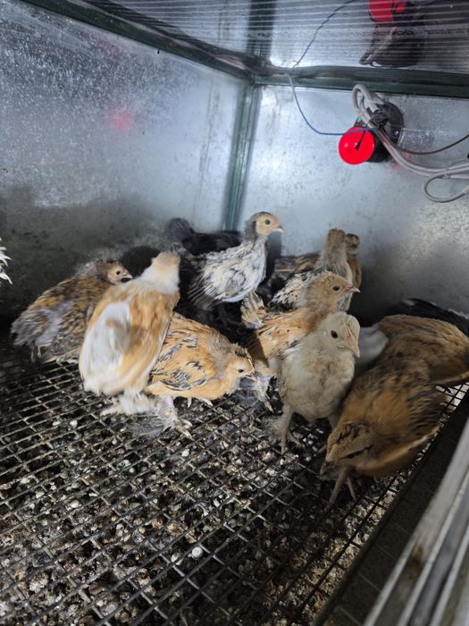 Курчата Мільфлер