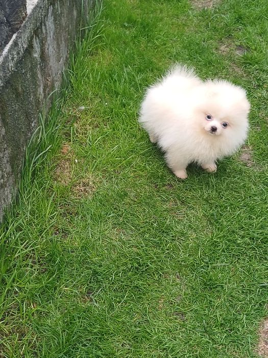 *Pomeranian Piesek CARLO Aktualny*