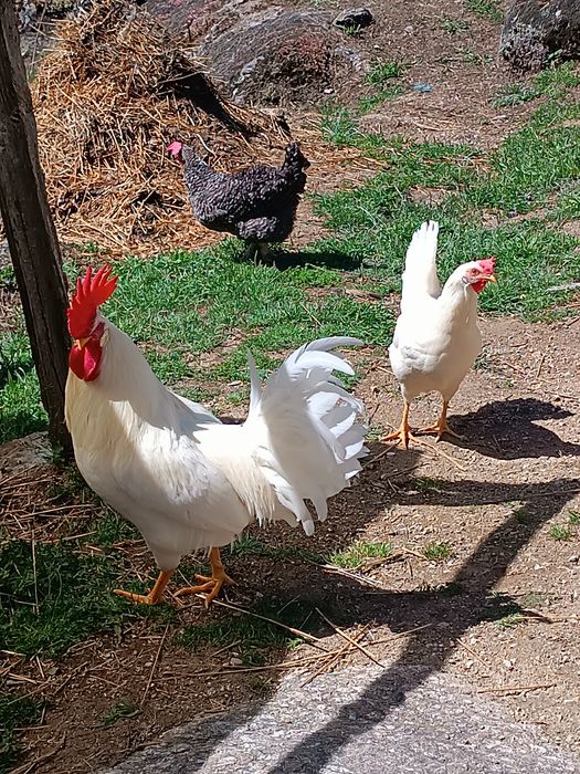 Ovos para incubação (Marans e Legorhn White)