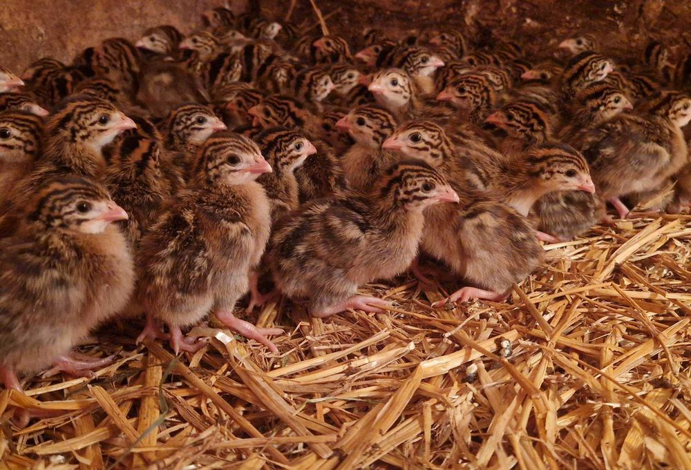 Kaczki młode pisklęta różne dowóz