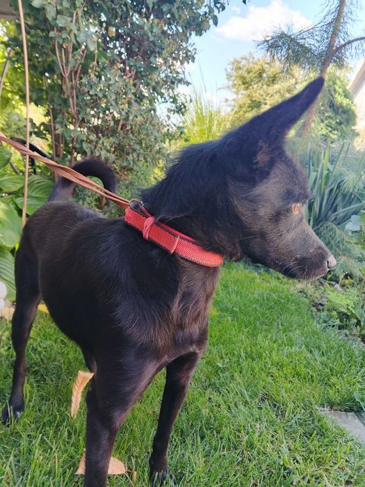 Шукає дім молода стерилізована красуня