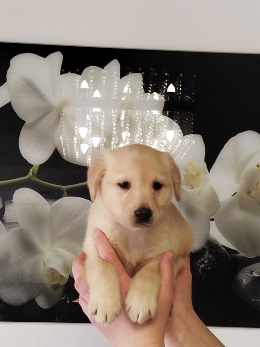 Labrador szczenię tel.-5.7.5.3.0.2.0.3.9.