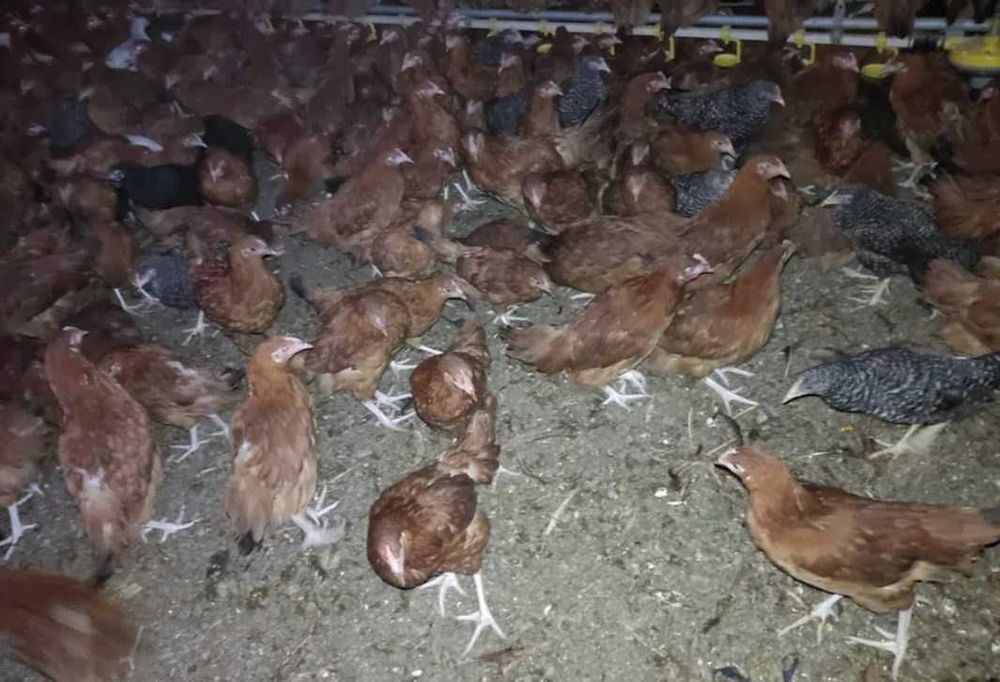 Kury nioski Duże ROSA V Leghorn Lohman Isa Brown Dominant Greenshell