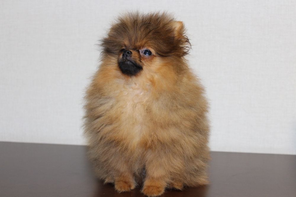 Продам деток Померанского Шпица