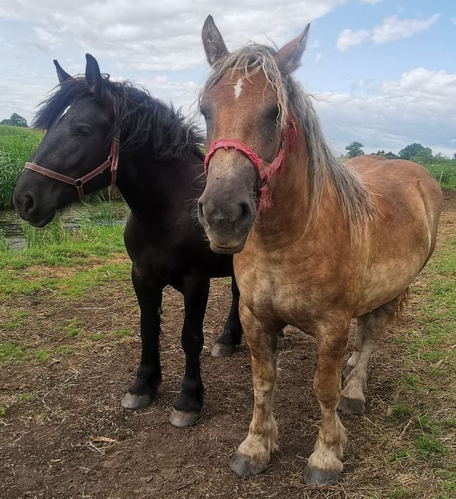 klacz zimnokrwista, 2- latka
