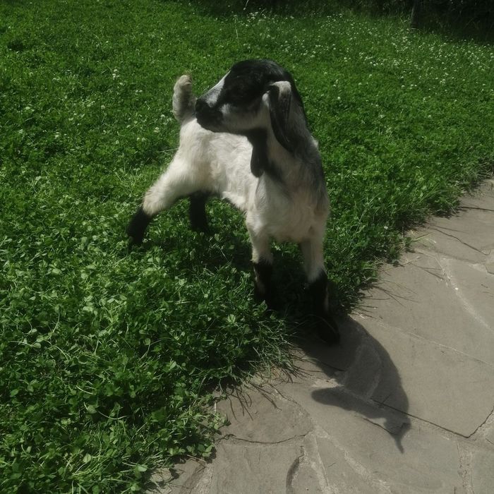 Продаються козлята ,безрогие.