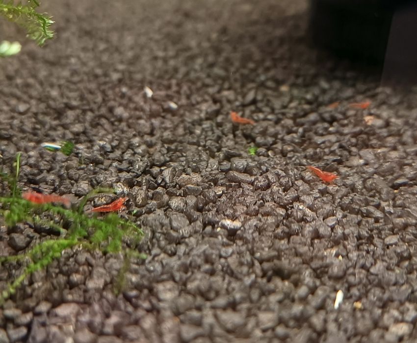 Neocardina Bloody Mary OE „Red Demon” (Orange Eye) – Kranówka!