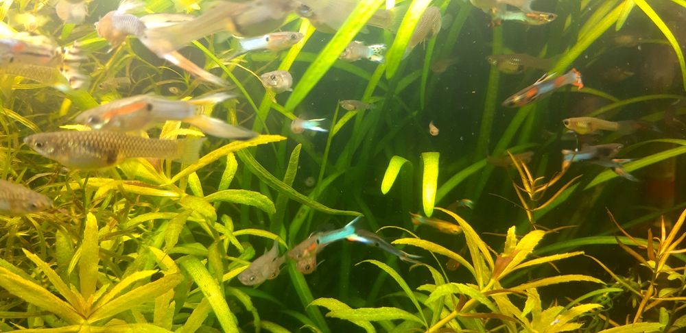 Guppys Endler  Green
