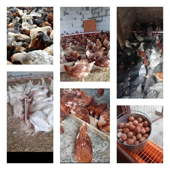 Продам кури несушки! Доставка безкоштовна. Зачепилівка!