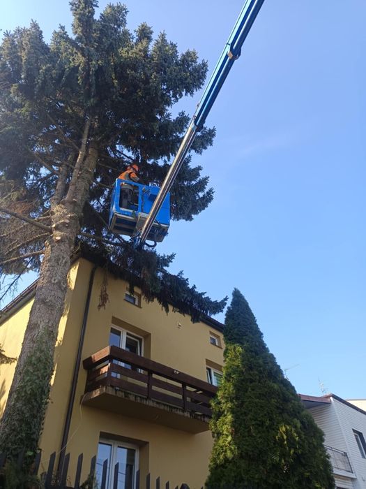 Wycinka drzew Alpinistycznie Profesjonalnie