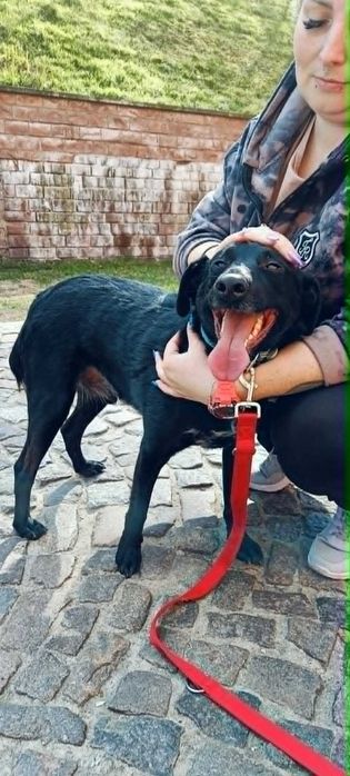 Fajny psiak do adopcji