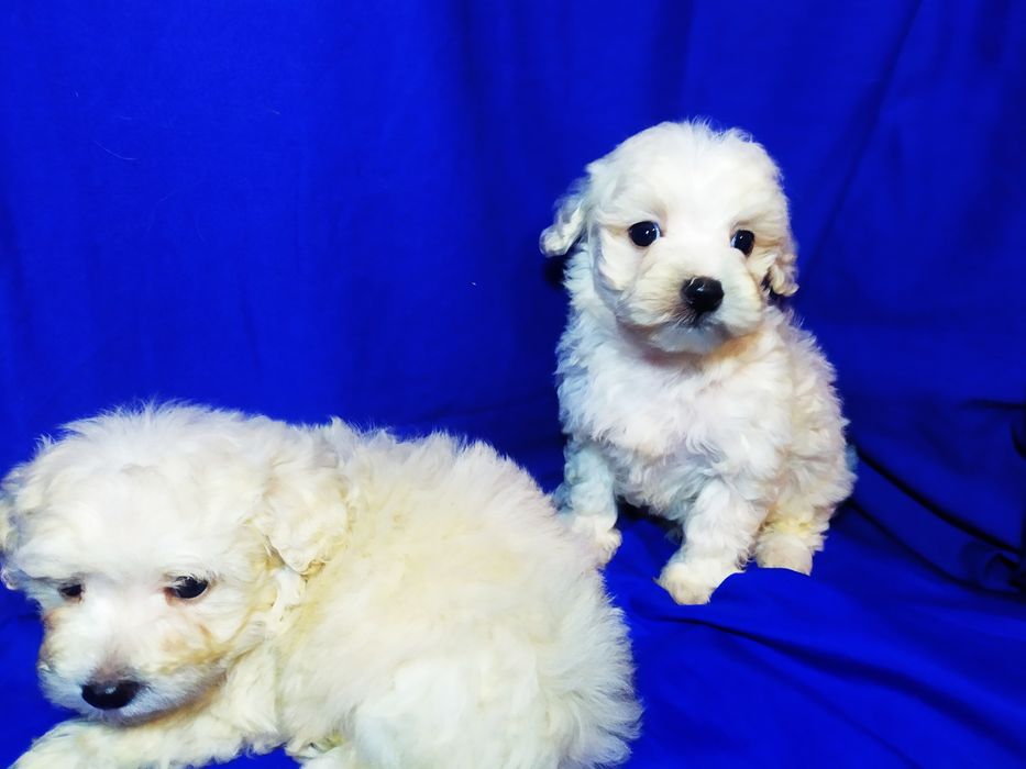 Мальтіпу міні F1 , тікап, мальтезе, той пудель,