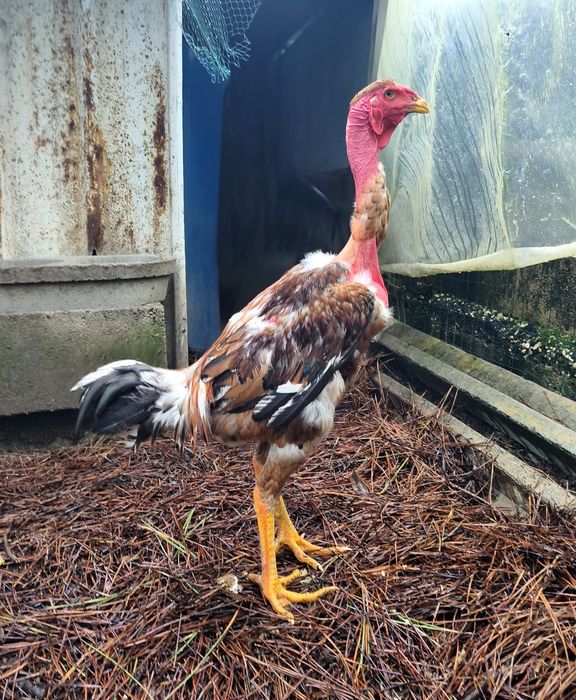 Polaco Gigante Frango