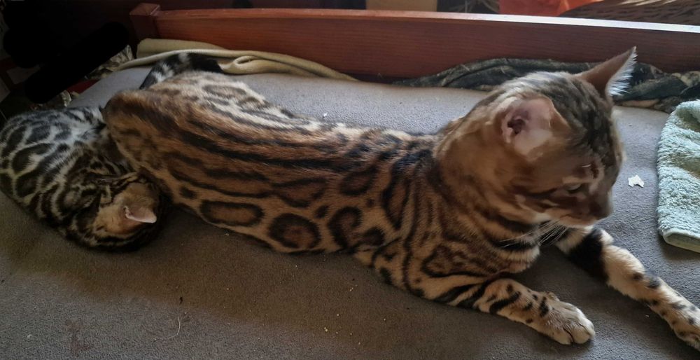 Gatinho bengal com Lop excepcional