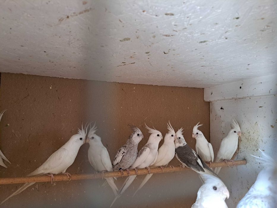 Sprzedam papugi nimfy