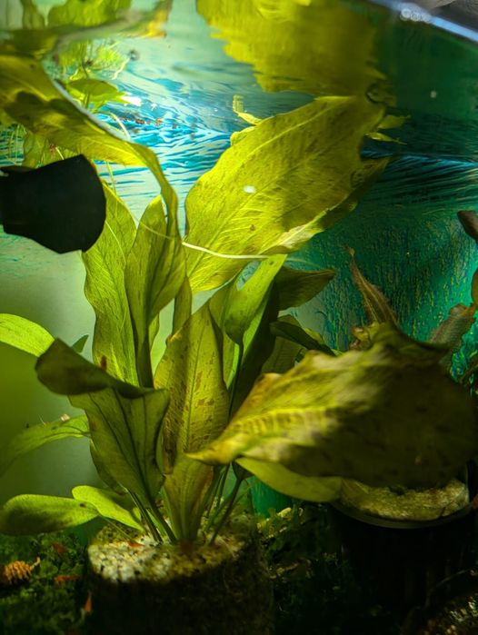 Rośliny akwariowe- Echinodorus /Żabienica/ -    7 szt