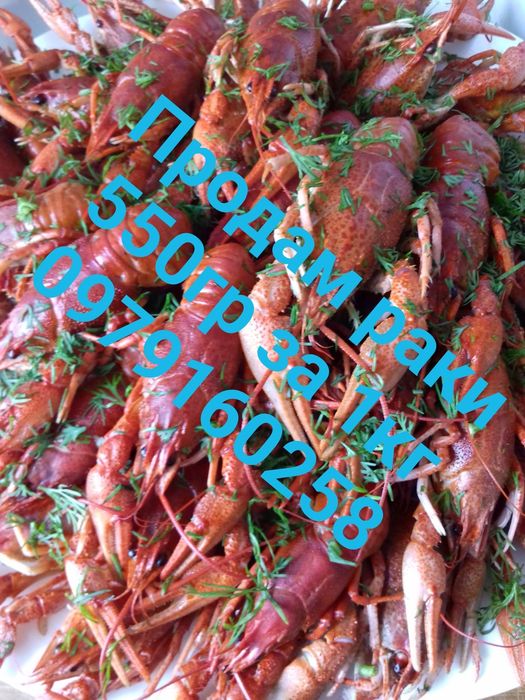 Раки Ставкові живі та варені