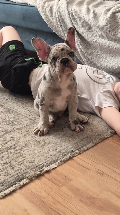Buldog francuski