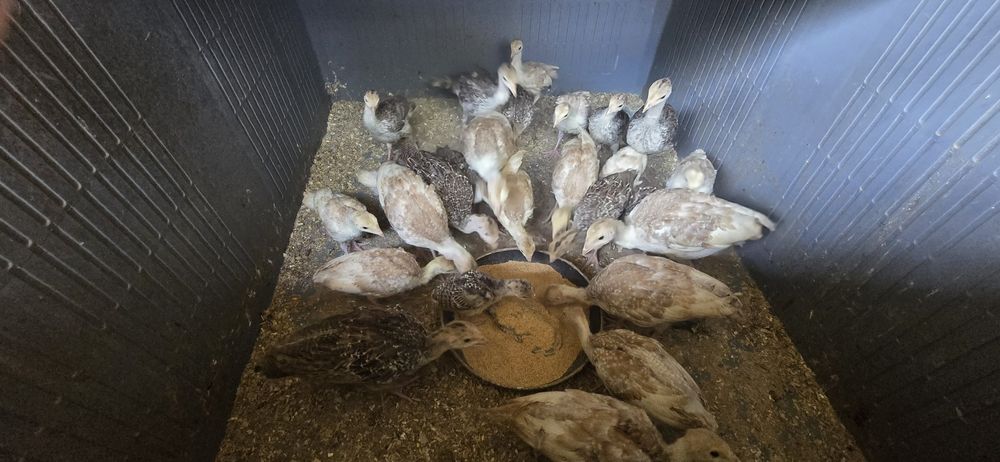 Perus e Sedosas do Japão