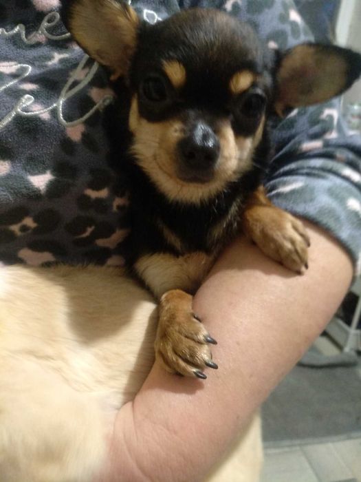 Продам чихуахуа девочек