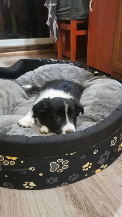 Szczeniak Border collie - piesek