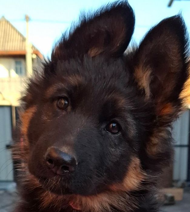 Довгошерсні цуценята німецької вівчарки