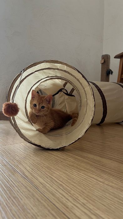 Кошенята шукають дім