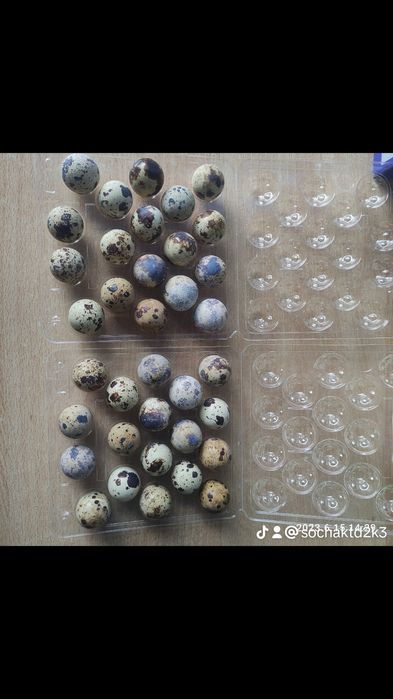 Jajka lęgowe przepiórcze japońska