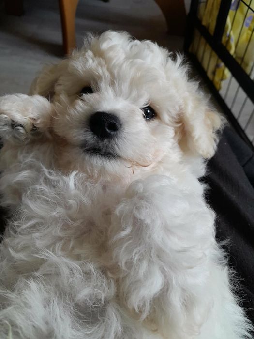 Bichon frise chłopiec