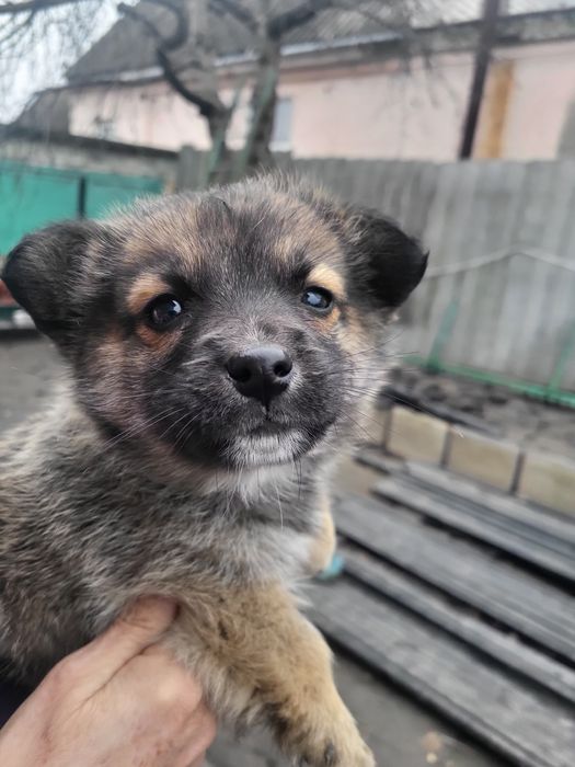 Цуценя від мами коргі