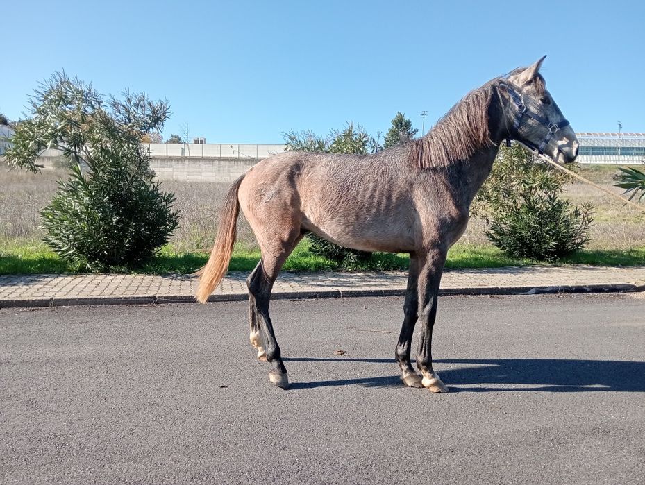 Vendo ou troco dois poldros
