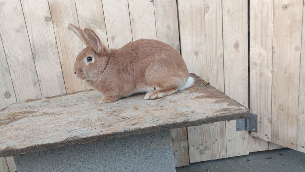 Króliki burgundzkie