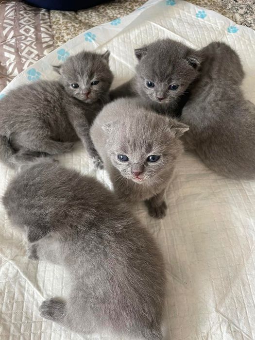Віддам котика на вʼязку