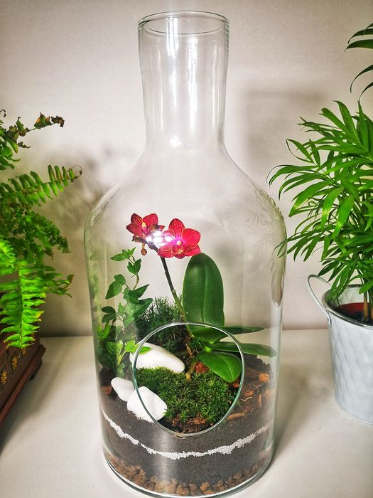 LAS W SŁOIKU - Ogród w szkle -Święta-Idealny na prezent